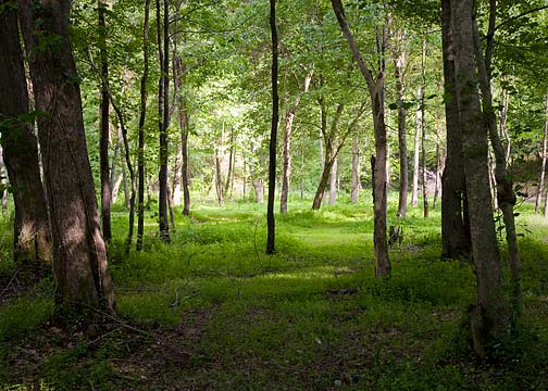051611_woods_blog_4072